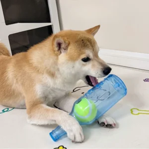 Dog Chew Toy Bite-resistance Beer Bottle with Tennis Ball
