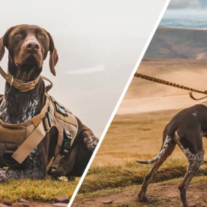Tactical Military Vest Pet Training Dog Harness and Leash Set For All Breeds Dogs